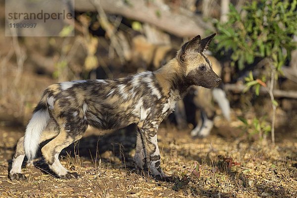 Afrikanischer Wildhund (Lycaon pictus)  Welpe  Zimanga Game Reserve  KwaZulu-Natal  Südafrika  Afrika