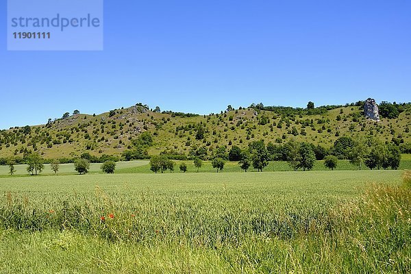 Trockenhang und Feld bei Dollnstein  Wellheimer Trockental  Urdonautal  Naturpark Altmühltal  Oberbayern  Bayern  Deutschland  Europa