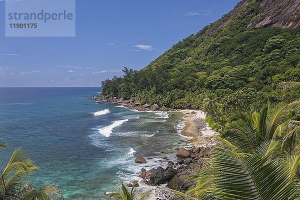 Küste mit Strand und Kokospalmen  Seychellen  Afrika