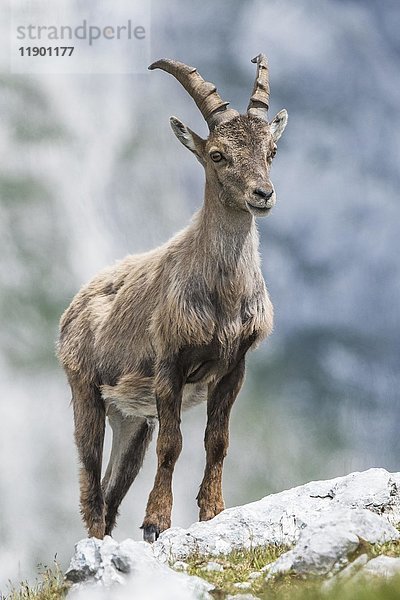 Alpensteinbock (Capra ibex) auf Felsen  Jungtier  Alpen  Berchtesgaden  Salzburg  Österreich  Europa