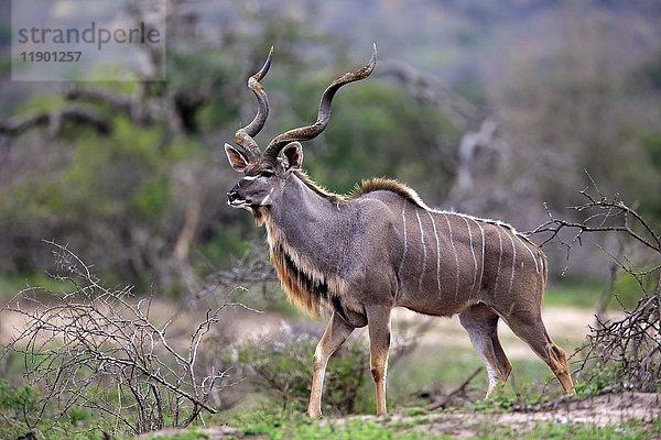 Sambesi-Großer Kudu (Strepsiceros zambesiensis)  erwachsenes Männchen bei der Nahrungssuche  Hluhluwe-Umfolozi-Nationalpark  Hluhluwe iMfolozi-Nationalpark  KwaZulu Natal  Südafrika  Afrika