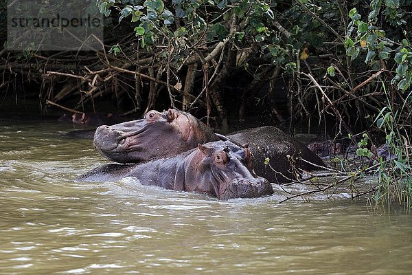 Flusspferde (Hippopatamus amphibius)  erwachsen  im Wasser  Mangrove  Saint Lucia Mündung  Isimangaliso Wetland Park  Kwazulu Natal  Südafrika  Afrika
