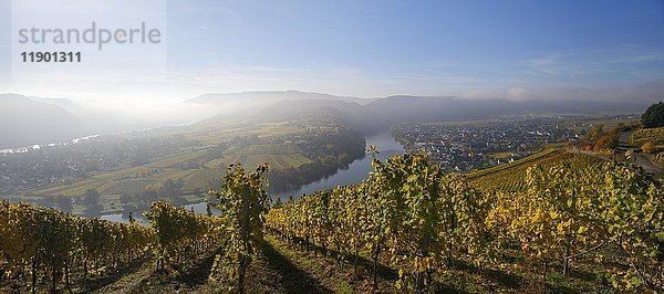 Moselschleife und Weinberge  Kröv  Morgenlicht  Rheinland-Pfalz  Deutschland  Europa