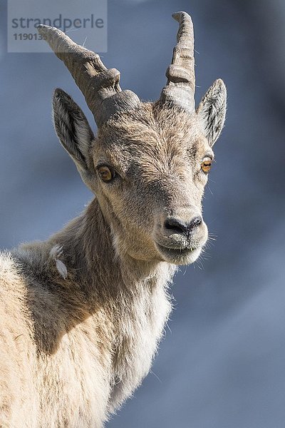 Alpensteinbock (Capra ibex)  Jungtier  Porträt  Alpen  Berchtesgaden  Salzburg  Österreich  Europa