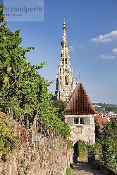 Häuschen in den Weinbergen  Frauenkirche im Hintergrund  Neckarhaldenweg  Esslingen  Baden-Württemberg  Deutschland  Europa