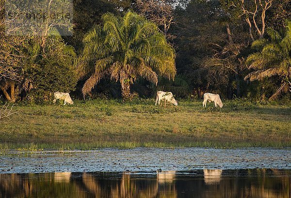 Landschaft mit Nelore-Rindern im südlichen Pantanal  Fazenda Barranco Alto  Pantanal  Mato Grosso do Sul  Brasilien  Südamerika