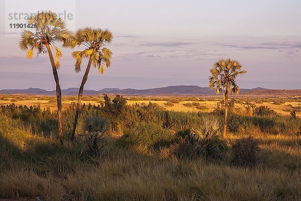 Damaraland  mit Makalani-Palmen (Hyphaene petersiana)  Region Damara  Namibia  Afrika