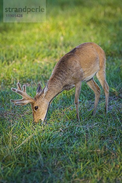 Pampashirsch (Ozotoceros bezoarticus)  männlich  Fütterung  Pantanal  Mato Grosso do Sul  Brasilien  Südamerika