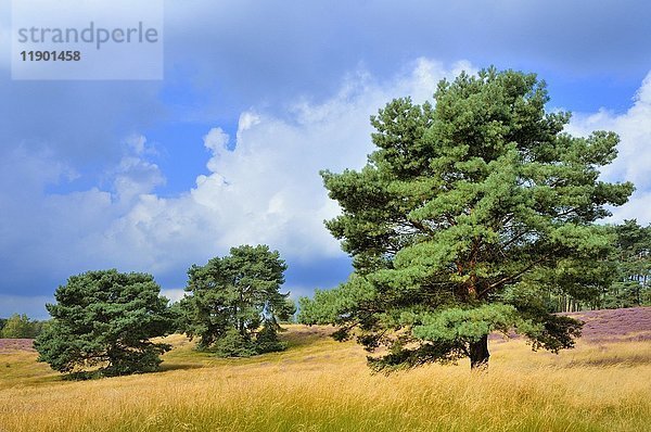 Kiefern (Pinus)  hinten lila Heidekraut (Calluna vulgaris)  Naturschutzgebiet Westruper Heide  Nordrhein-Westfalen  Deutschland  Europa