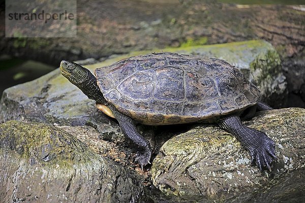 Chinesische Streifenhalsschildkröte (Ocadia sinensis)  erwachsen  ruhend  in Gefangenschaft  heimisch in China