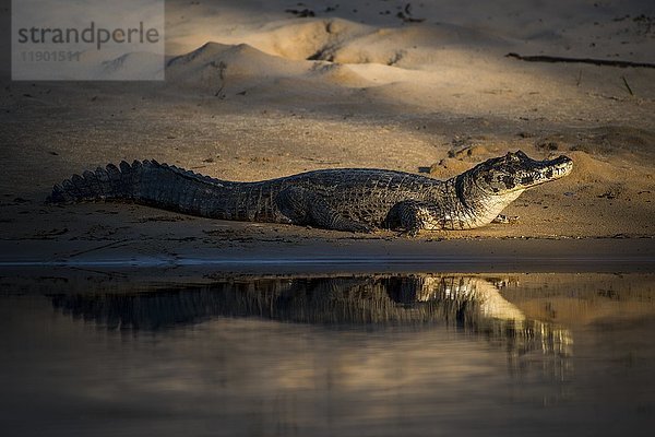 Yacare-Kaiman (Caiman crocodilus yacara) am Wasser  Pantanal  Mato Grosso do Sul  Brasilien  Südamerika