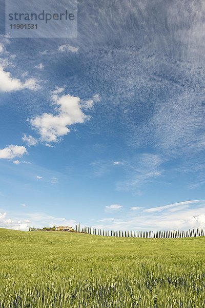 Landgut Poggio Covili mit von Zypressen (Cupressus) gesäumter Straße  bei San Quirico d'Orcia  Val d'Orcia  Provinz Siena  Toskana  Italien  Europa