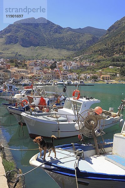 Boote im Fischereihafen  Castellammare del Golfo  Provinz Trapani  Sizilien  Italien  Europa