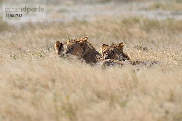 Afrikanische Löwen (Panthera leo)  drei junge Männchen beim Fressen eines toten Springbocks (Antidorcas marsupialis)  Etosha-Nationalpark  Namibia  Afrika