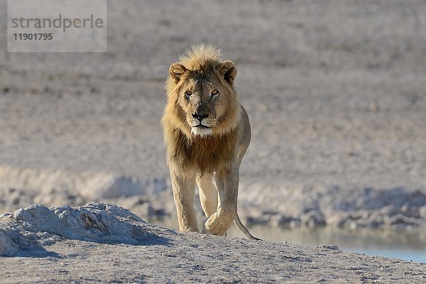 Afrikanischer Löwe (Panthera leo) an einer Wasserstelle  spazierend  Etosha-Nationalpark  Namibia  Afrika