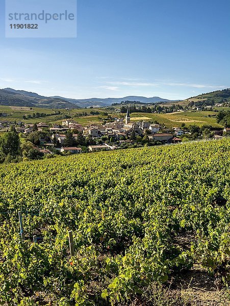 Dorf Lantignié  Weinberg Beaujolais  Rhone  Region Auvergne-Rhône-Alpes  Frankreich  Europa