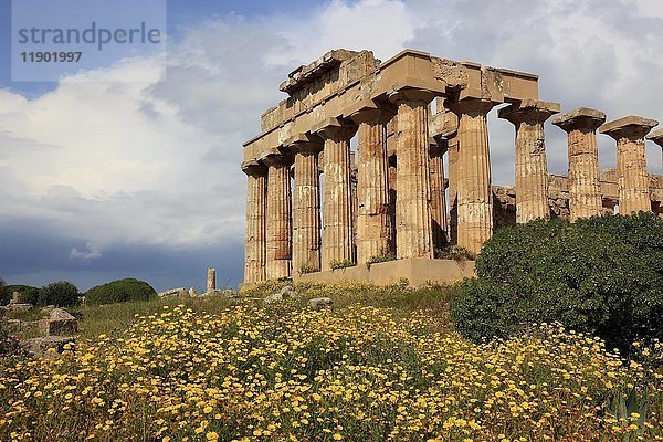 Säulen als Überreste  Tempel E mit blühender Blumenwiese  archäologische Stätte  Selinunte  Sizilien  Italien  Europa