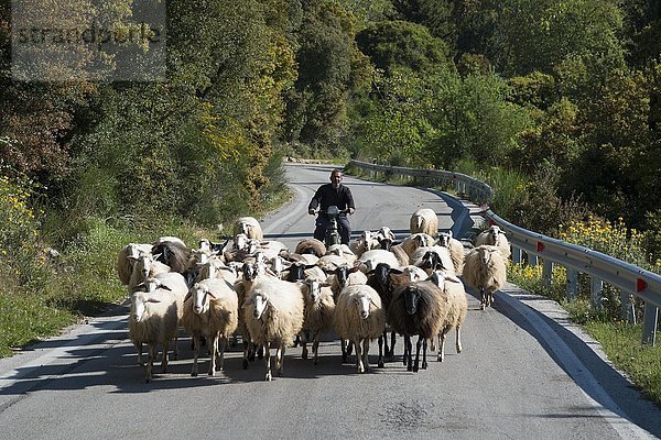 Schafherde auf kurviger Straße  Achaia  Peloponnes  Griechenland  Europa