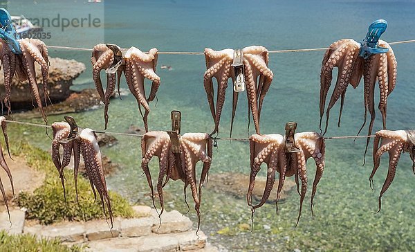 Oktopusse zum Trocknen auf Wäscheleinen aufgehängt  Strand von Plaka  Kreta  Griechenland  Europa