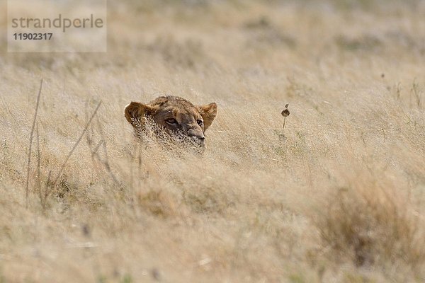 Afrikanischer Löwe (Panthera leo)  junges Männchen im trockenen Gras liegend  wachsam  Etosha National Park  Namibia  Afrika