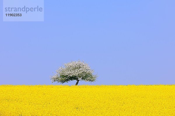 Blühender Apfelbaum auf blühendem Rapsfeld  Baden-Württemberg  Deutschland  Europa