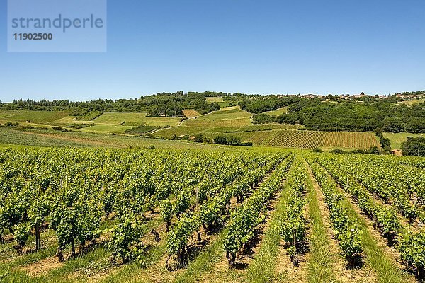 Weinberg bei Charnay im Beaujolais  Rhone  Region Auvergne-Rhône-Alpes  Frankreich  Europa