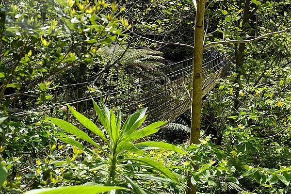 Burma-Hängebrücke im Dschungel  The Lost Gardens of Heligan  in der Nähe von St Austell  Cornwall  England  Vereinigtes Königreich  Europa