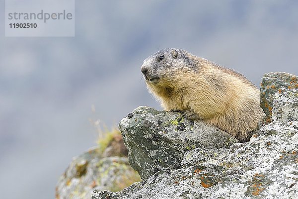 Alpenmurmeltier (Marmota marmota) auf Felsen  Nationalpark Hohe Tauern  Kärnten  Österreich  Europa