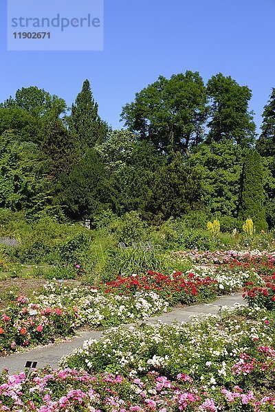 Blühende Rosen im Rosengarten  Untergiesing  München  Oberbayern  Bayern  Deutschland  Europa