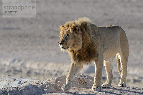 Afrikanischer Löwe (Panthera leo) mit Peilsender  spazierend  Etosha Nationalpark  Namibia  Afrika