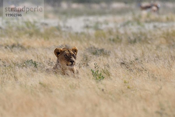 Afrikanischer Löwe (Panthera leo)  junges Männchen im trockenen Gras liegend  wachsam  Etosha National Park  Namibia  Afrika