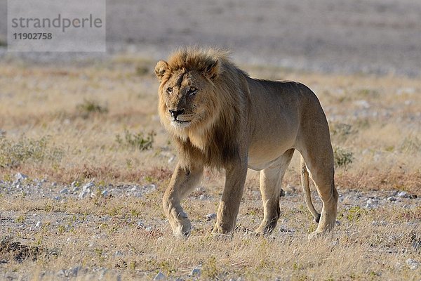 Afrikanischer Löwe (Panthera leo)  erwachsenes Männchen im trockenen Grasland  Etosha National Park  Namibia  Afrika