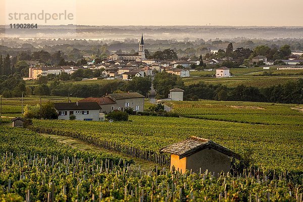 Dorf Romanèche-Thorins  Weinberg Beaujolais  Saône-et-Loire  Region Bourgogne-Franche-Comté  Frankreich  Europa