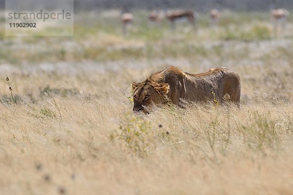 Afrikanischer Löwe (Panthera leo)  junges Männchen im trockenen Gras  Etosha National Park  Namibia  Afrika