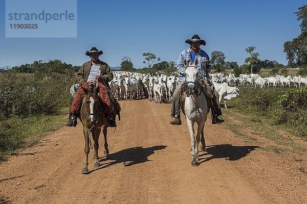 Zwei Cowboys auf Pferden mit einer Herde von Nelore-Rindern auf einer Schotterstraße  Pantanal  Mato Grosso do Sul  Brasilien  Südamerika