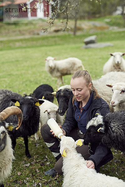 Junge Frau füttert Schafe mit Milch von der Flasche auf dem Feld