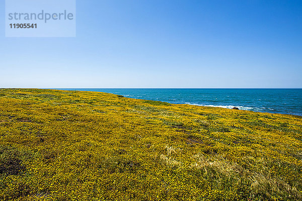 Wildblumen in Meeresnähe