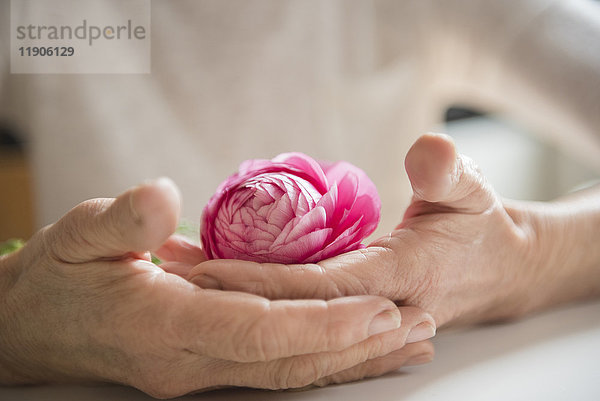 Die Hände einer älteren Frau halten eine rosa Blume