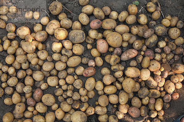 Kartoffeln im Dreck