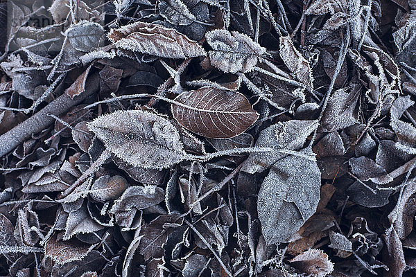 Frost auf Blättern
