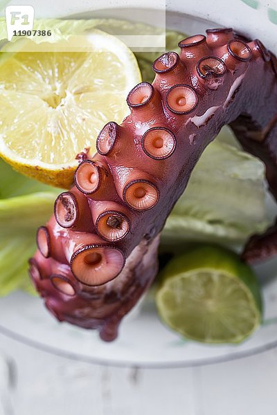 Tentakel eines Oktopus (Nahaufnahme)