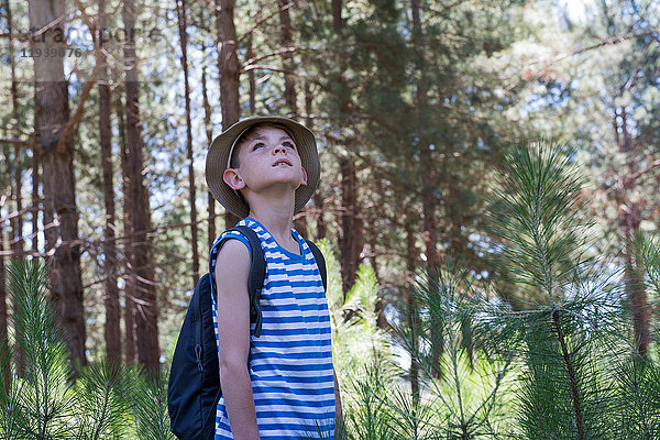 Junge wandert im Wald  schaut in Ehrfurcht auf.
