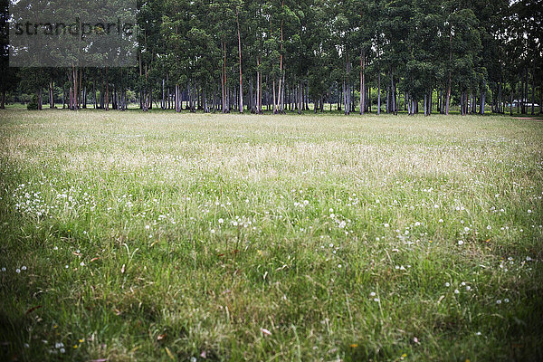 Grasfeld mit Wald in der Ferne