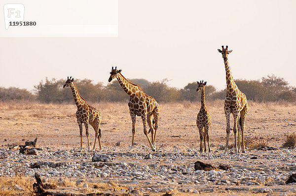 Giraffe (Giraffa camelopardalis)  Etoscha-Nationalpark  Namibia