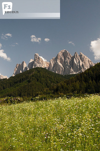 Wildblumenwiese und Skyline von Odle Mountain  Tal von Funes  Dolomiten  Italien