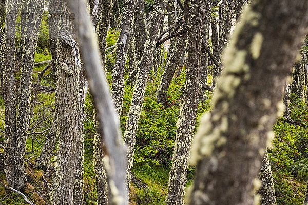 Flechte an Waldbaumstämmen im Nationalpark Los Glaciares  Patagonien  Chile