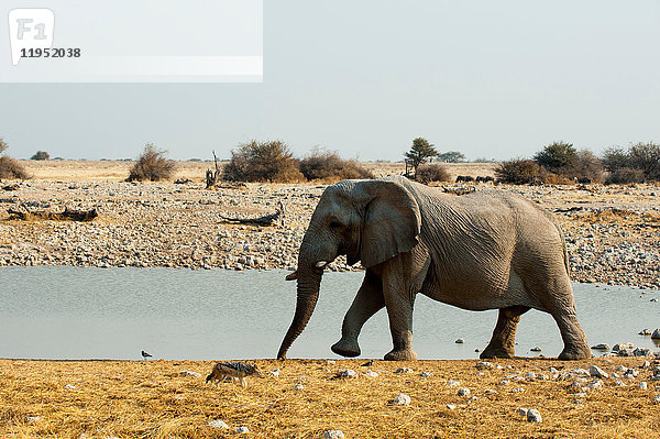 Afrikanischer Elefant (Loxodonta africana)  Etoscha-Nationalpark  Namibia