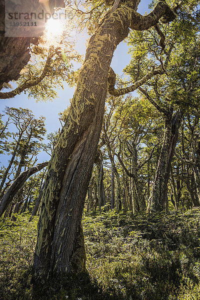 Bartflechte  die Baumstämme im sonnenbeschienenen Wald bedeckt  Nationalreservat Coyhaique  Provinz Coyhaique  Chile