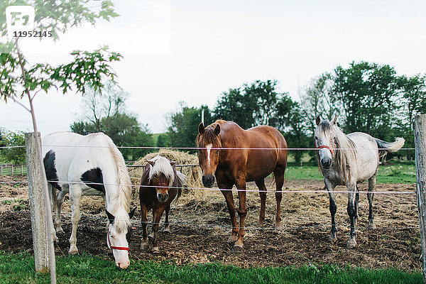 Drei Pferde und ein Palomino-Pony vom Koppelzaun aus gesehen