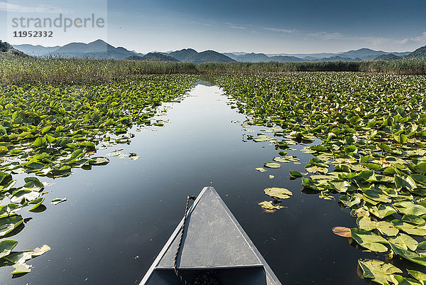 Boot auf dem Weg durch Lilienfelder  Skutarisee  Rijeka Crnojevica  Montenegro